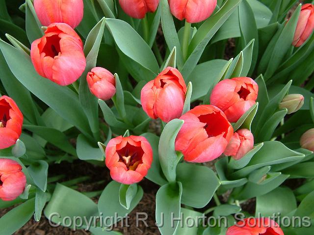 Tulips Red